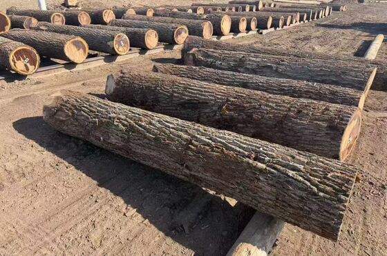 Mebel ve dekorasyon için 0.2-0.6 mm kalınlığında ve 1220 mm'ye kadar genişlikte taç tanesi örneği olan meşe kaplama levhaları